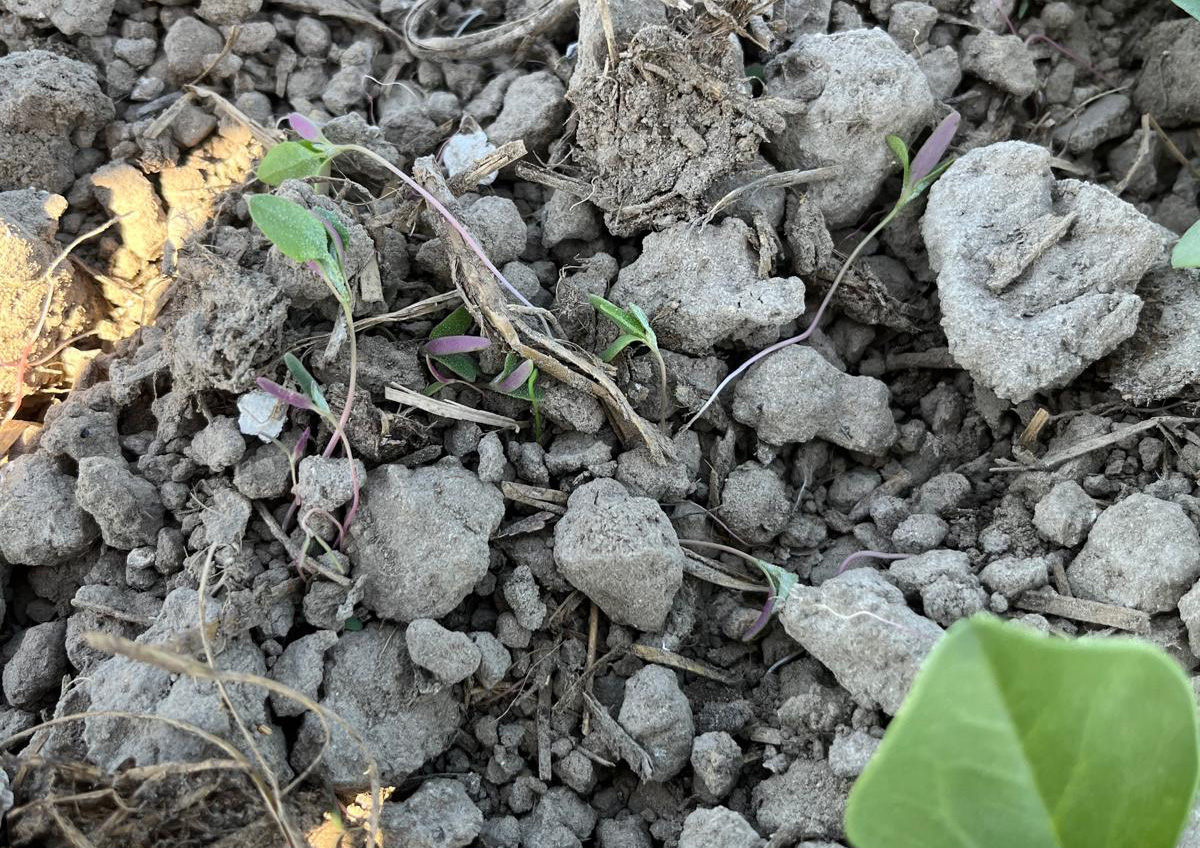 Einböck: Aerostar-Fusion